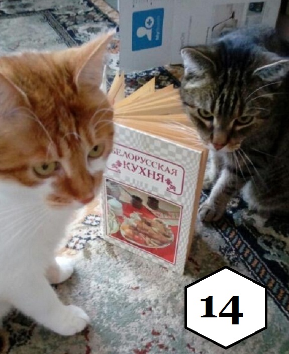 14 Кот