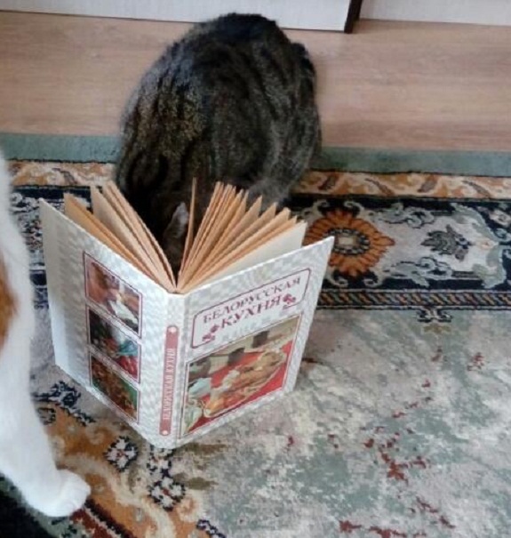 2 Кот